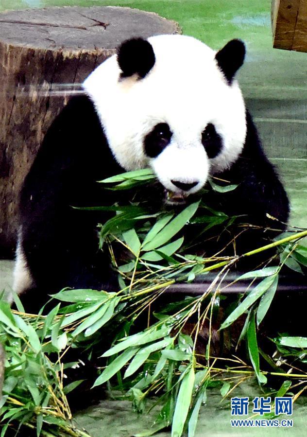 （新華視界）（3）臺北：大熊貓“圓仔”迎來6歲生日