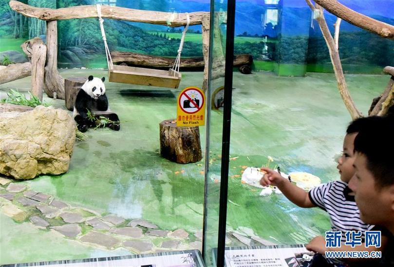 （新華視界）（4）臺北：大熊貓“圓仔”迎來6歲生日