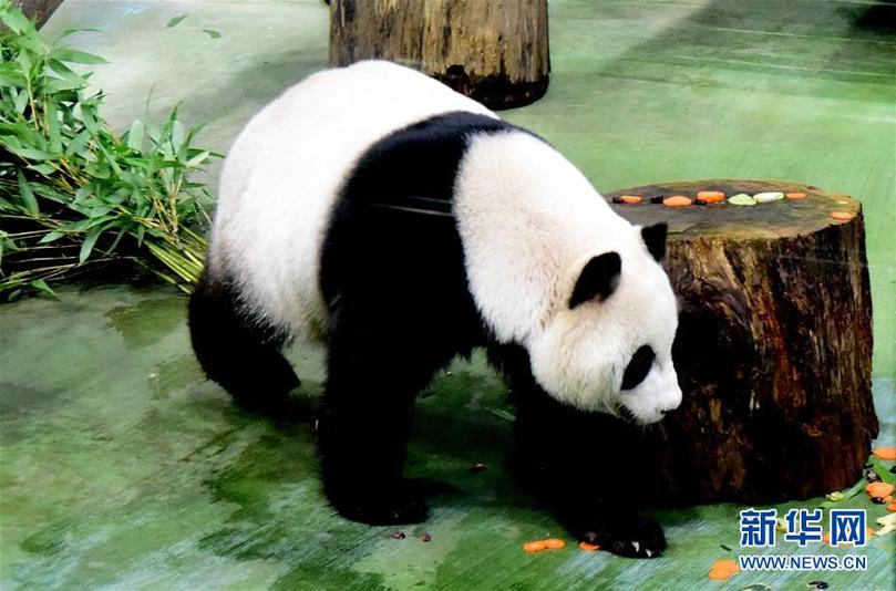 （新華視界）（5）臺北：大熊貓“圓仔”迎來6歲生日