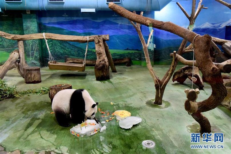 （新華視界）（6）臺北：大熊貓“圓仔”迎來6歲生日