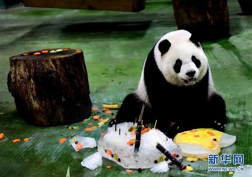 （新華視界）（7）臺北：大熊貓“圓仔”迎來6歲生日