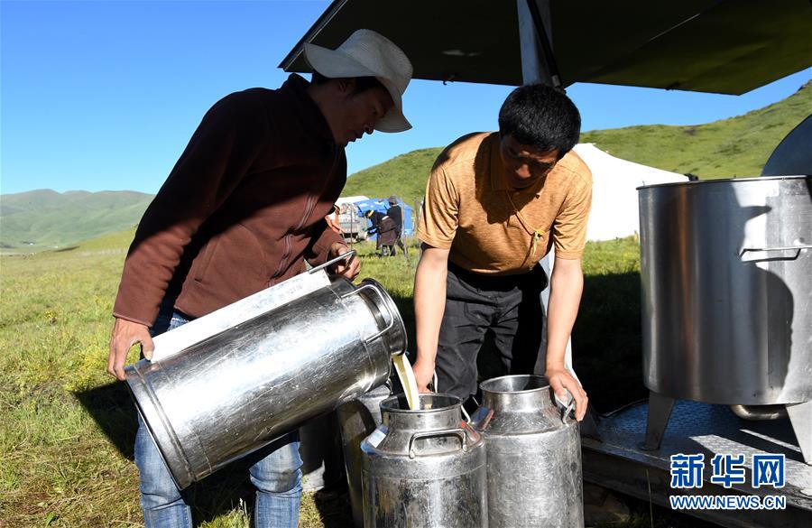 （經濟）（3）四川藏鄉牦牛產業升級助牧民增收