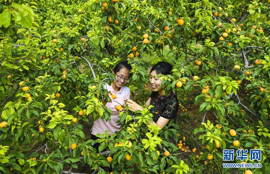 （經濟）（3）河北阜城：杏梅飄香