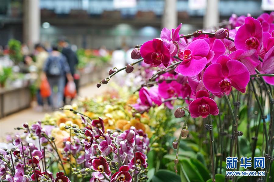 （社會(huì)）（4）昆明國(guó)際花卉展即將舉行