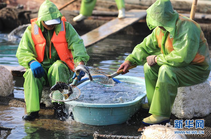 （經濟）（3）遼寧長海：海洋牧場收獲忙