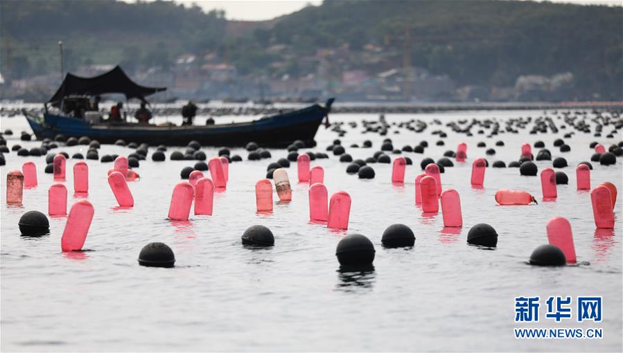 （經濟）（5）遼寧長海：海洋牧場收獲忙