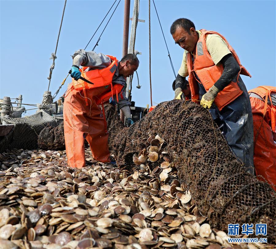 （經濟）（6）遼寧長海：海洋牧場收獲忙