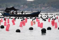 （經(jīng)濟）（5）遼寧長海：海洋牧場收獲忙