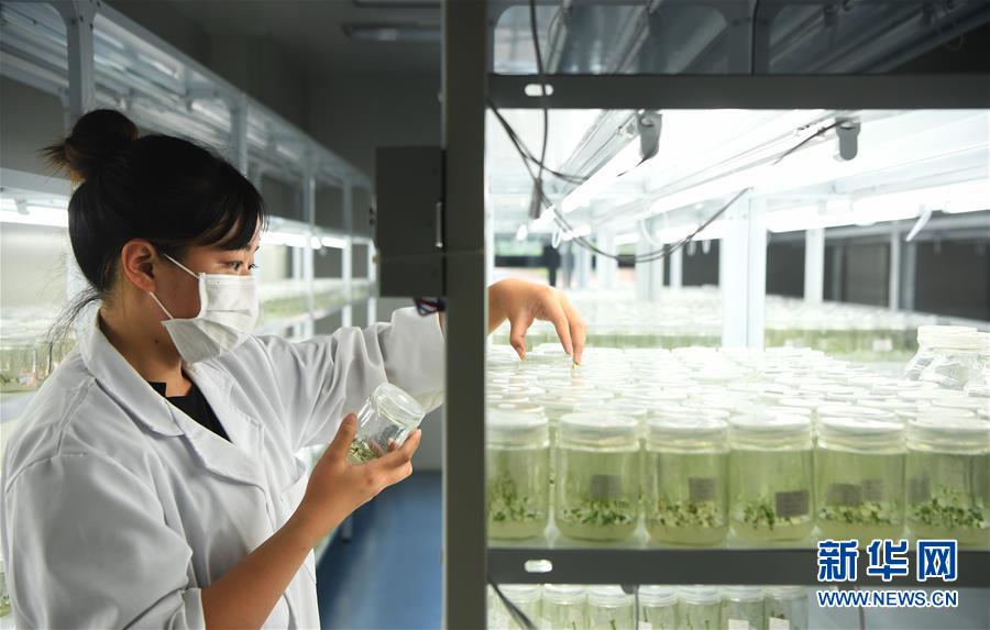 (經濟)(5)重慶南川:藍莓產業助力鄉村振興