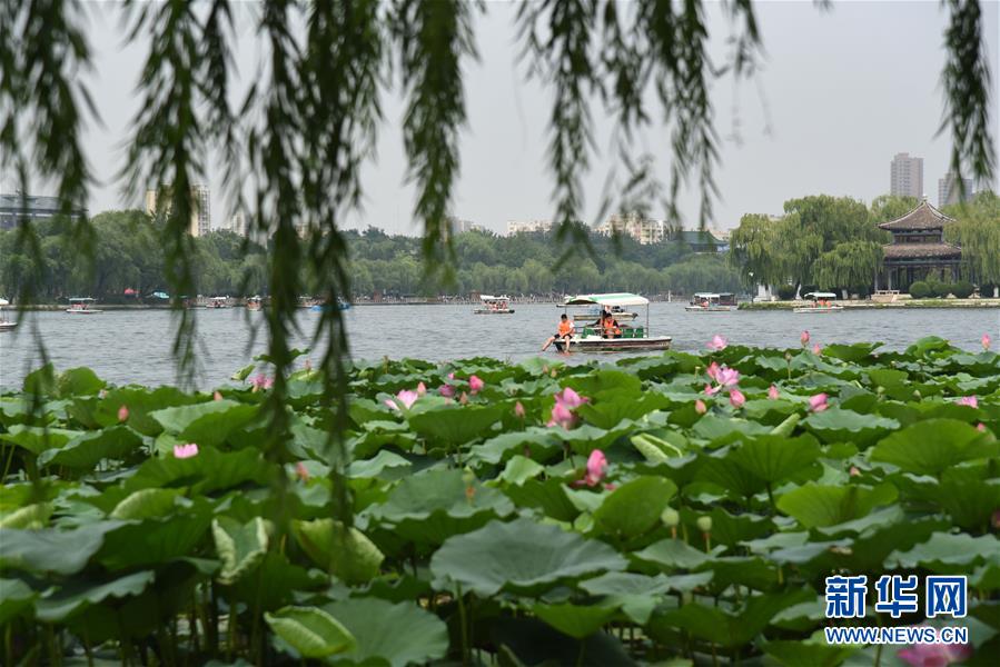 (環境)(5)濟南大明湖荷花美