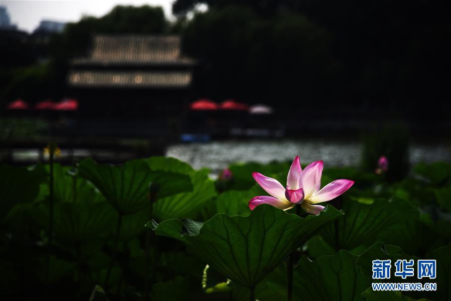 （環境）（1）濟南大明湖荷花美