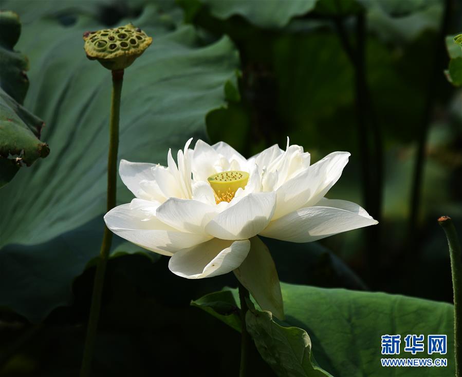（環境）（3）濟南大明湖荷花美