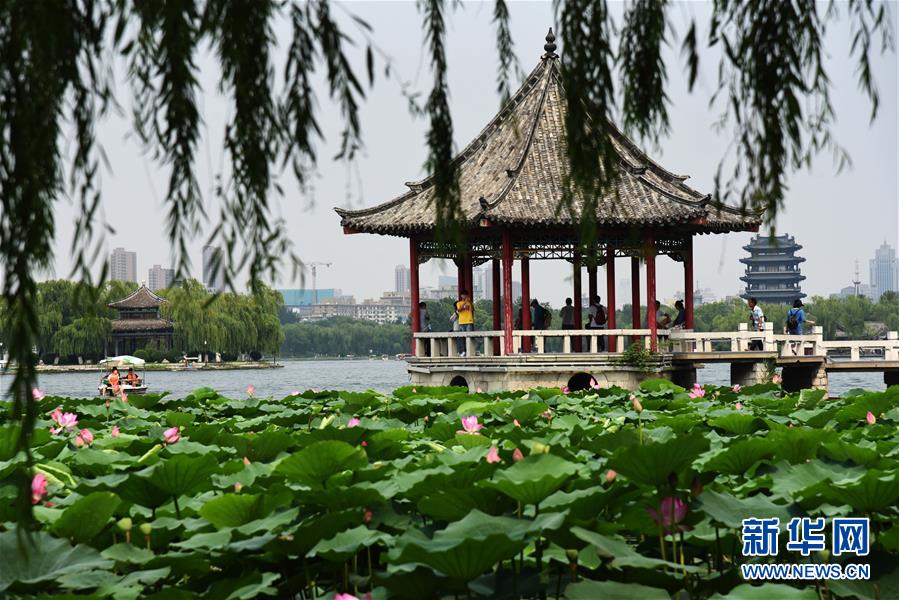（環境）（4）濟南大明湖荷花美