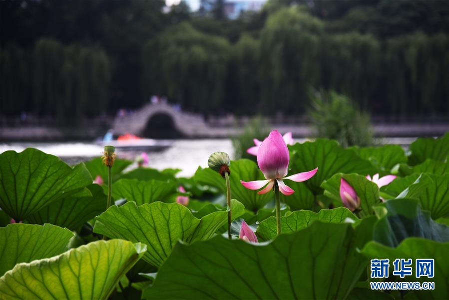 （環境）（7）濟南大明湖荷花美