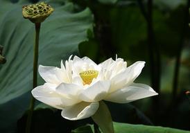 （環(huán)境）（3）濟(jì)南大明湖荷花美
