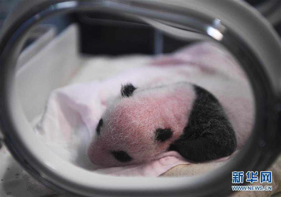 (圖文互動)(5)重慶動物園兩只大熊貓同日誕下雙胞胎