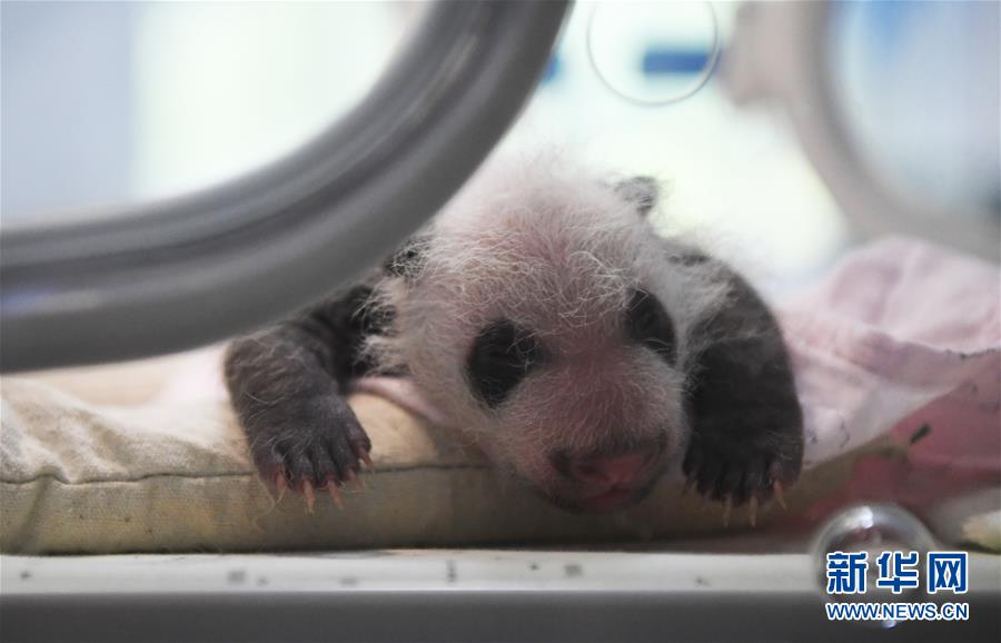 (圖文互動)(6)重慶動物園兩只大熊貓同日誕下雙胞胎