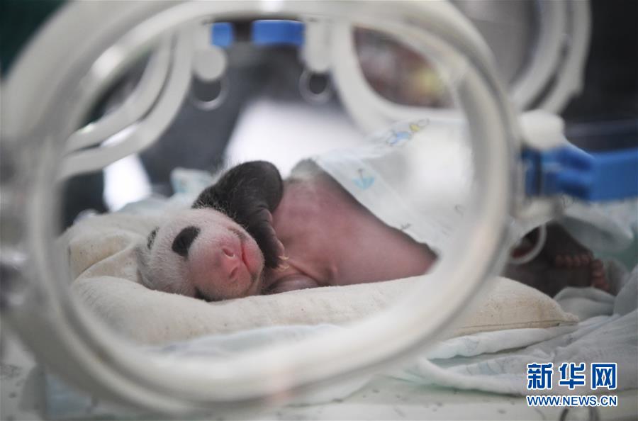 (圖文互動)(7)重慶動物園兩只大熊貓同日誕下雙胞胎