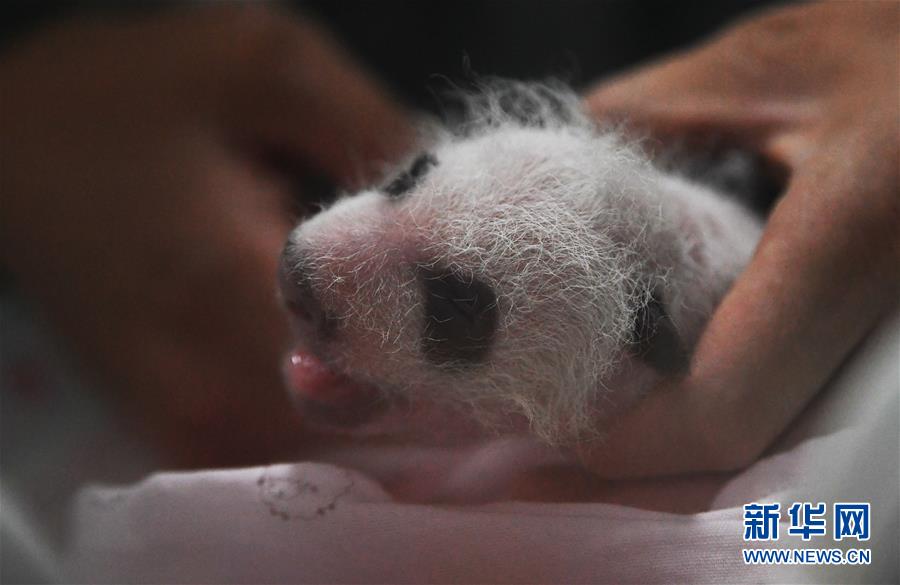 (圖文互動)(8)重慶動物園兩只大熊貓同日誕下雙胞胎