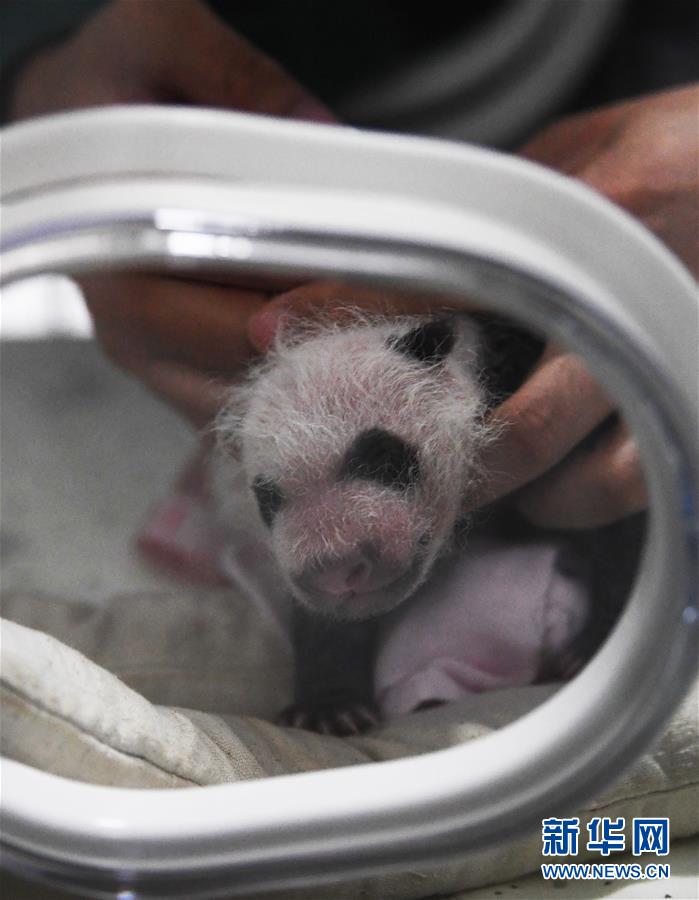 (圖文互動)(9)重慶動物園兩只大熊貓同日誕下雙胞胎