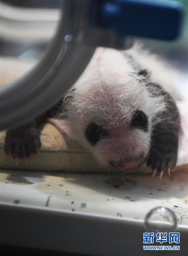 (圖文互動)(11)重慶動物園兩只大熊貓同日誕下雙胞胎