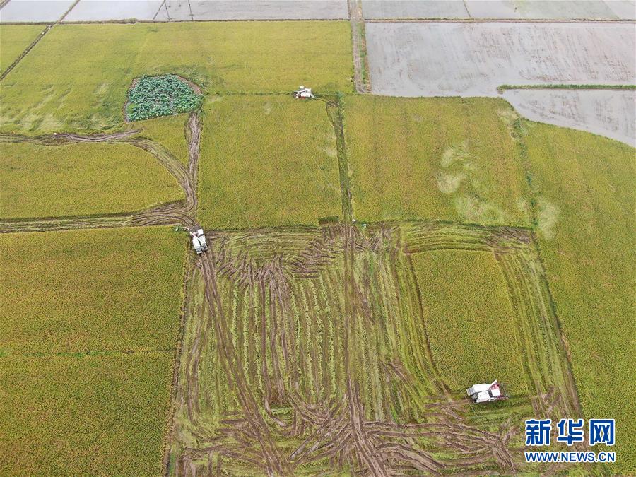 （社會(huì)）（1）夏日忙“雙搶”