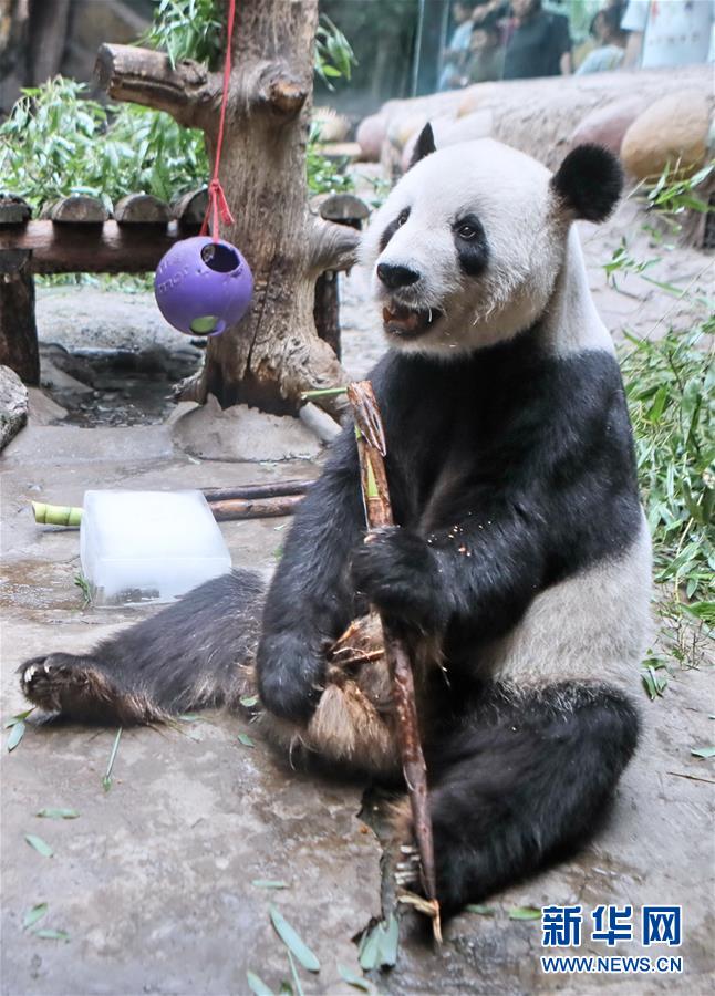 （社會）（5）動物清涼過夏天