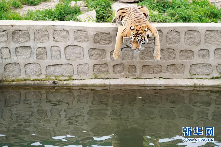 （社會(huì)）（1）猛虎消夏“懶洋洋”