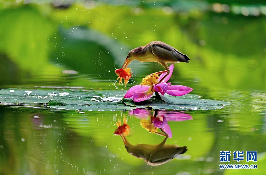 （環(huán)境）（1）河北唐山：水鳥(niǎo)戲荷