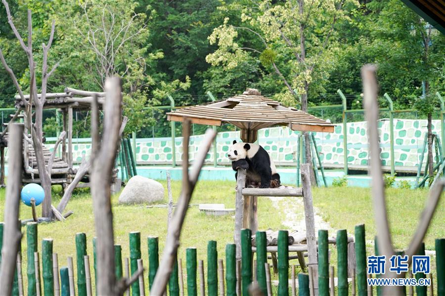 （社會(huì)）（1）大熊貓姐弟北上 “樂(lè)不思蜀”