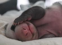 （圖文互動）（1）重慶動物園兩只大熊貓同日誕下雙胞胎