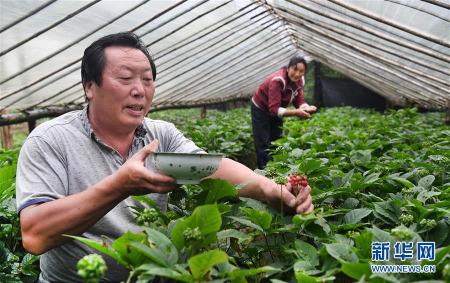 (壯麗70年·奮斗新時(shí)代)(6)五代人不忘初心 七十載深耕林海