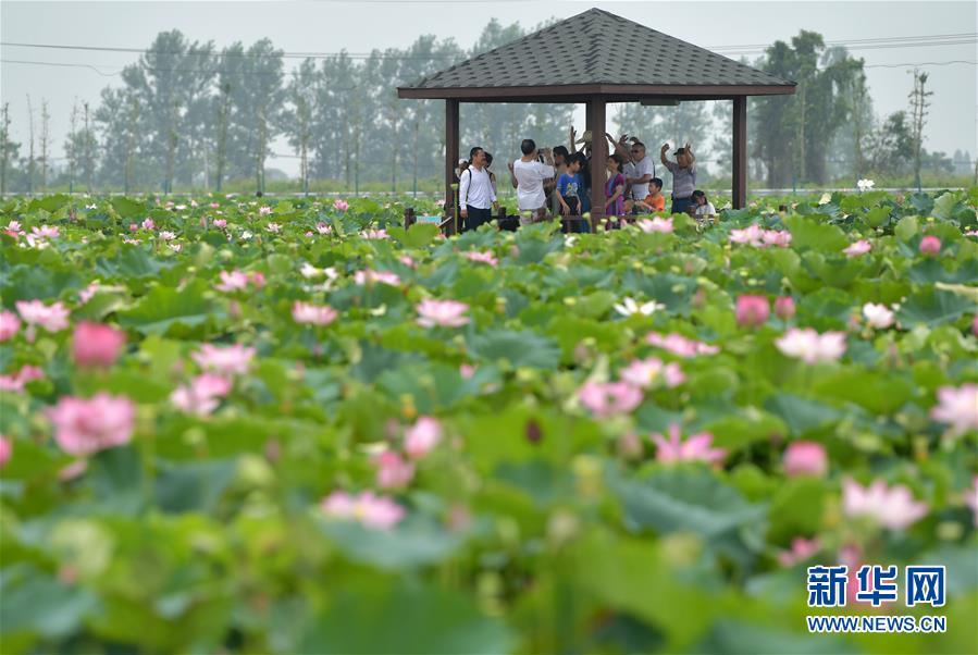 （生態(tài)）（2）夏季賞荷正當(dāng)時