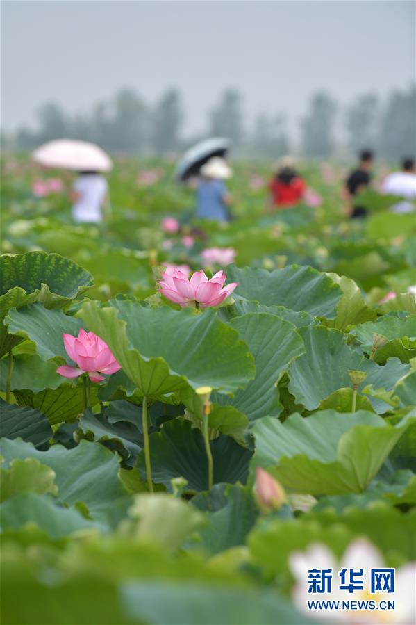 （生態(tài)）（5）夏季賞荷正當(dāng)時