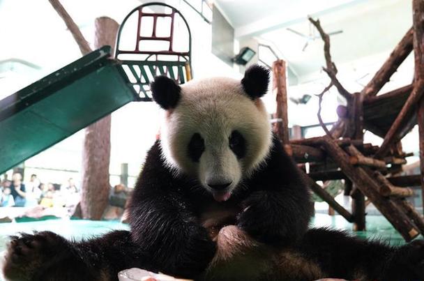 （社會(huì)）（1）上海：動(dòng)物園里的“清涼夏日”