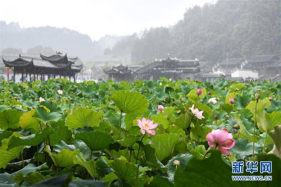 （環境）（2）為“荷”而來