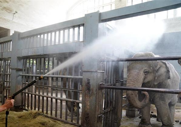 （社會）（5）上海：動物園里的“清涼夏日”