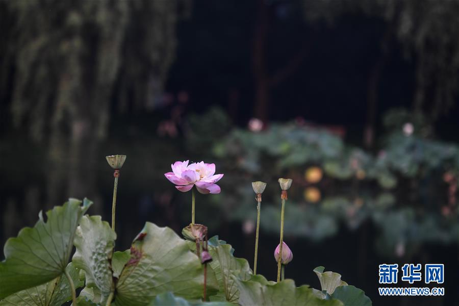 （環(huán)境）（1）西湖荷花別樣美