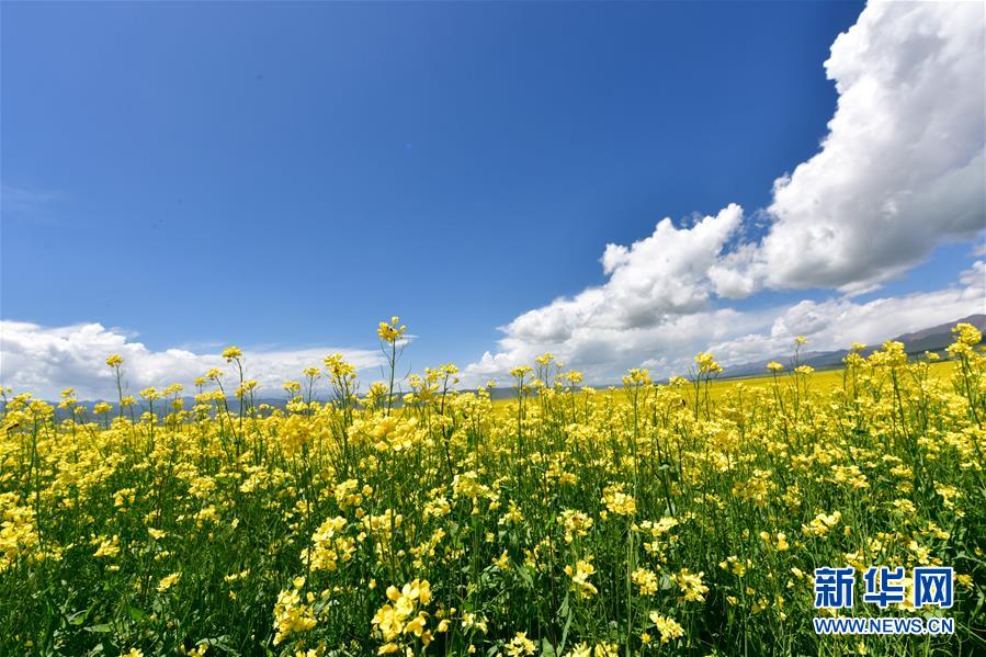 (美麗中國)(7)青海門源:油菜花開引客來