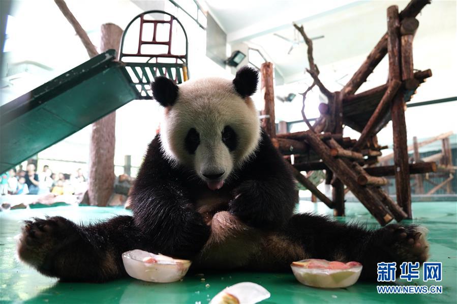 (社會)(1)上海:動物園里的“清涼夏日”