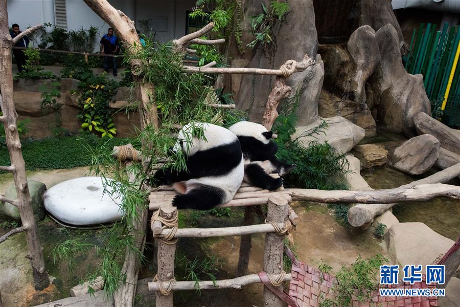 (國際)(10)在馬出生的第二只大熊貓獲名“誼誼”