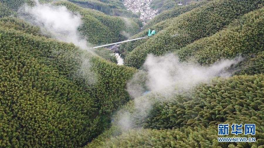 （環(huán)境）（4）竹海美如畫