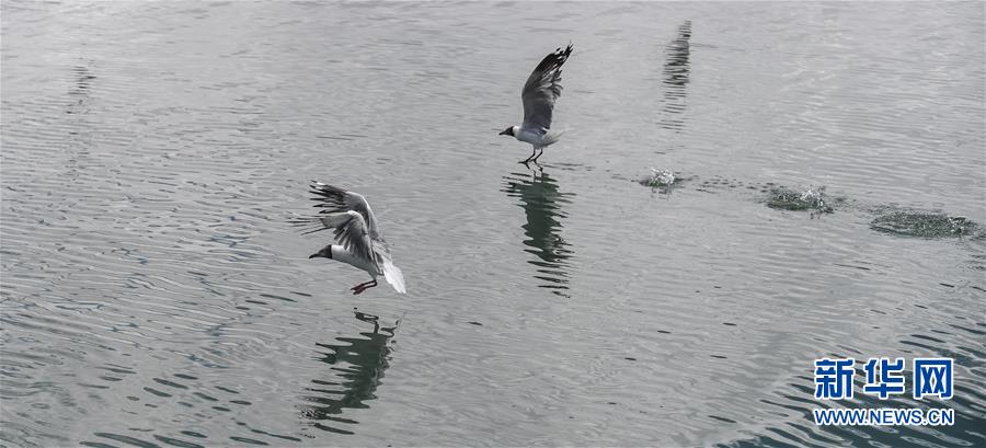 (環(huán)境)(2)班公湖上水鳥(niǎo)歡