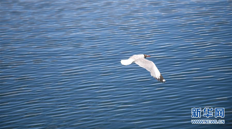 (環(huán)境)(4)班公湖上水鳥(niǎo)歡