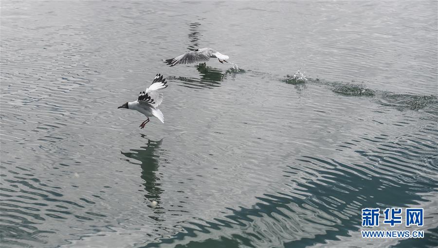 (環(huán)境)(6)班公湖上水鳥(niǎo)歡