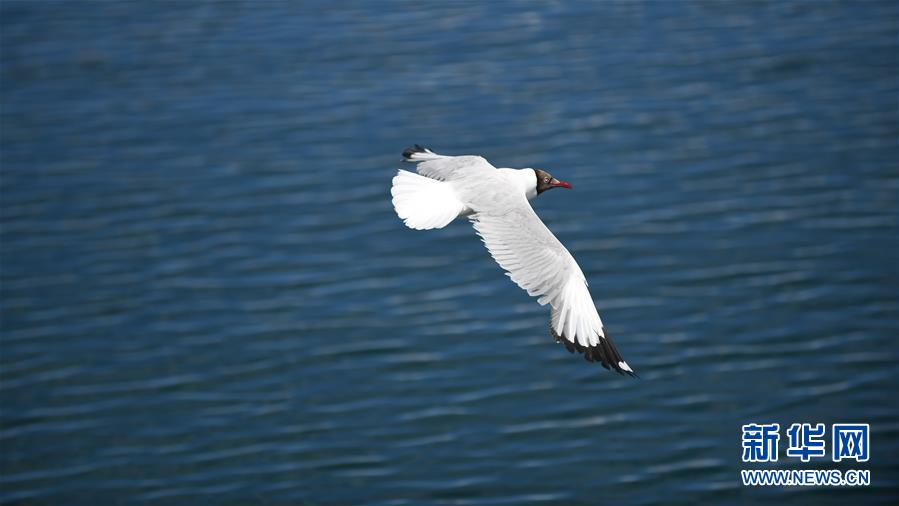 (環(huán)境)(7)班公湖上水鳥(niǎo)歡
