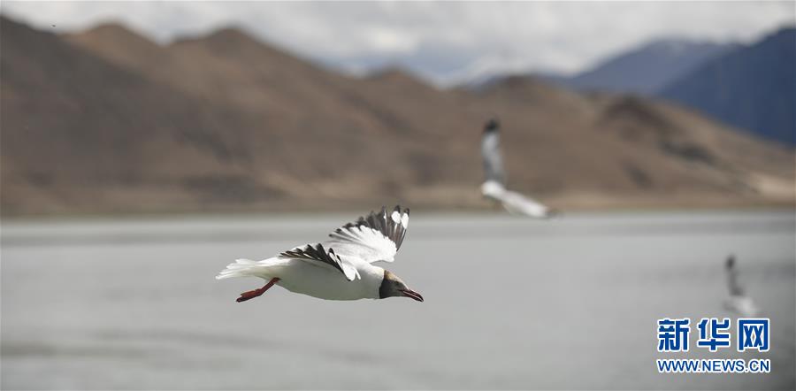 (環(huán)境)(9)班公湖上水鳥(niǎo)歡