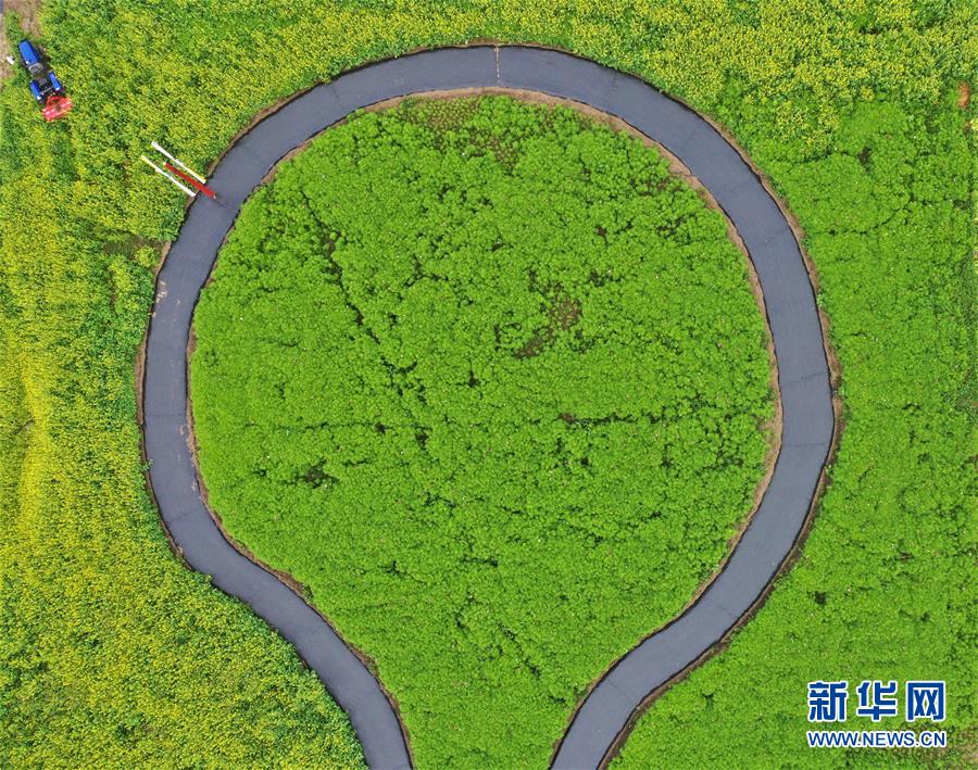 （經濟）（2）張北壩上打造田園綜合體