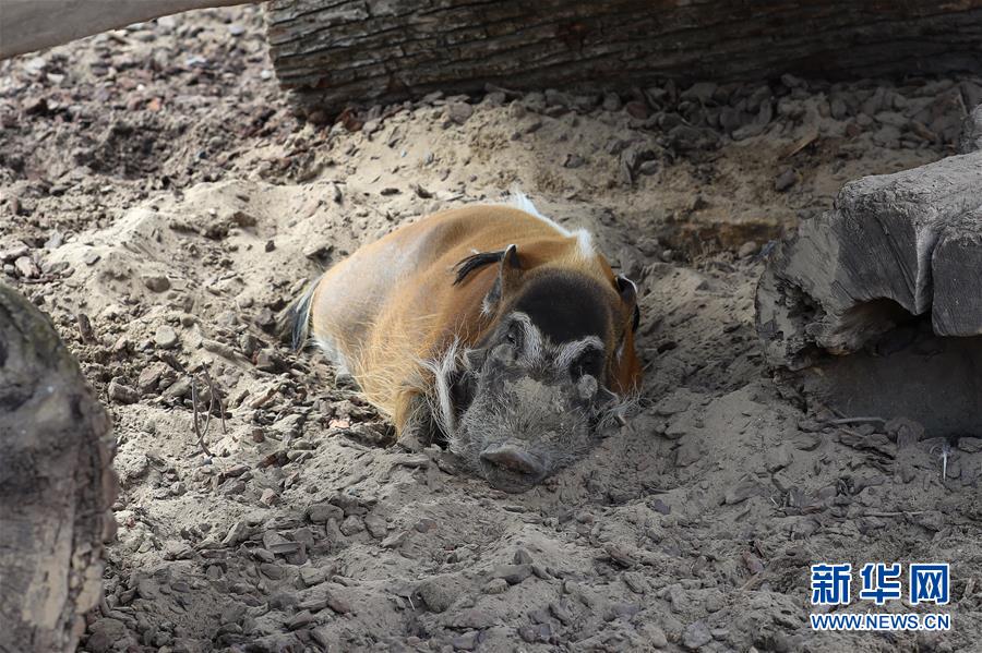 （國(guó)際）（1）比利時(shí)天堂動(dòng)物園里的夏日“萌物”
