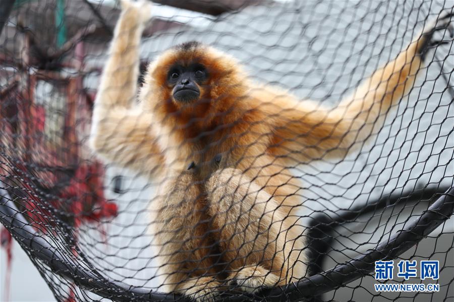 （國際）（3）比利時天堂動物園里的夏日“萌物”